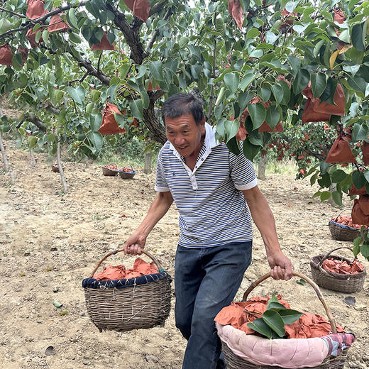 【高山小酥梨】入口香脆 果汁甘甜 果皮细薄 果肉细腻！ 商品图4