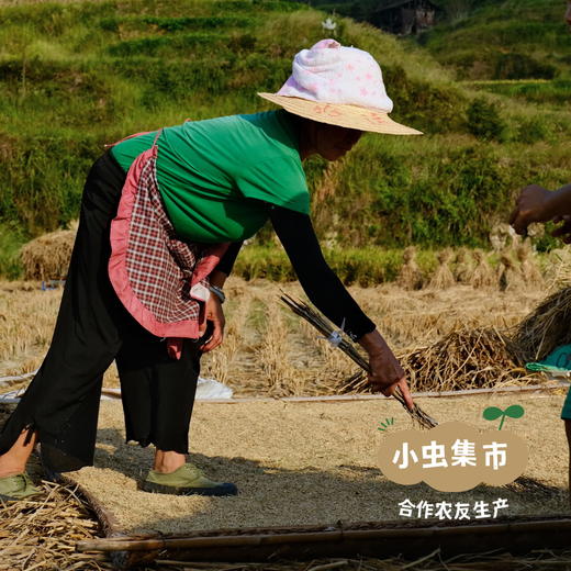 【2025秋收新米】生态胭脂紫米 500g/袋 | 合作农友生产，来自贵州黎平洋洞村，生产者：杨邦荣 &【公平贸易农人定价】 商品图10