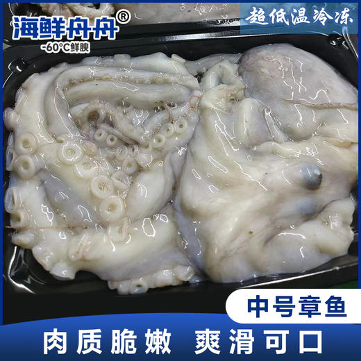 中号章鱼 商品图0