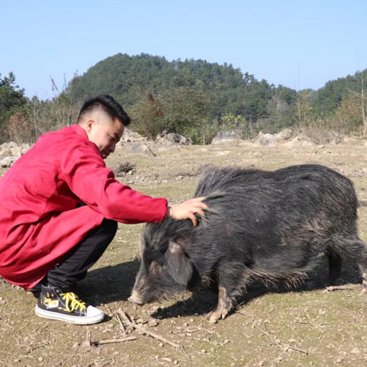 藏香猪套餐 腿肉排骨汤骨组合 商品图1