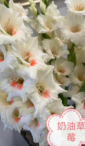 剑兰 | 奶油草莓