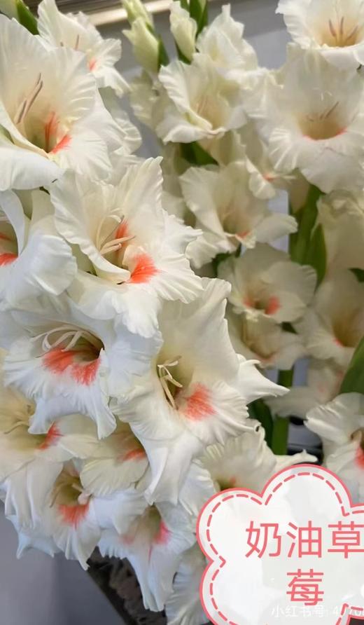 剑兰 | 奶油草莓 商品图0