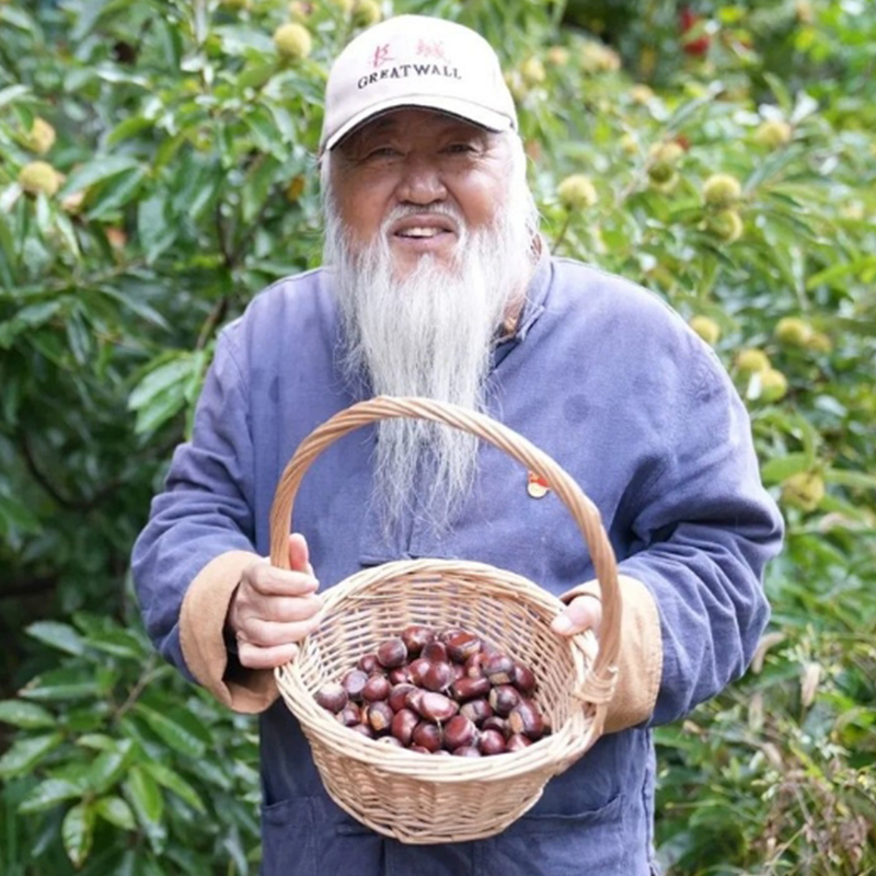 迁西张大胡子鲜板栗 咬开嘎嘣脆 又鲜又甜又细腻