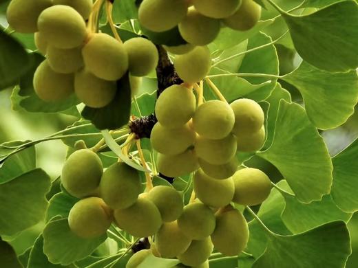 【优质鲜白果:两斤的包邮】 商品图3