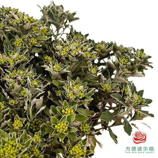 花叶菊 商品图1