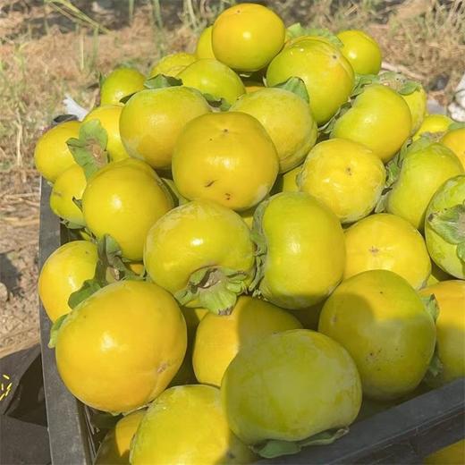 甜果源源 陕西渭南新鲜脆柿子 巧克力脆柿脆甜硬柿子水果生鲜5斤优选装 净重4.5斤(单果100g+） 商品图1