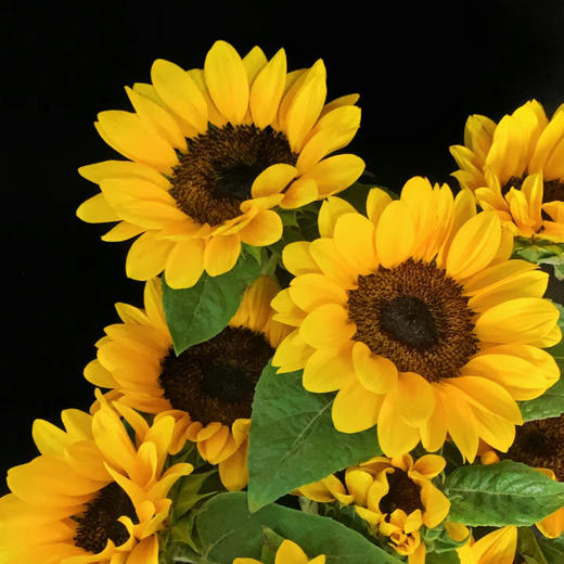 向日葵丨迷你 商品图3