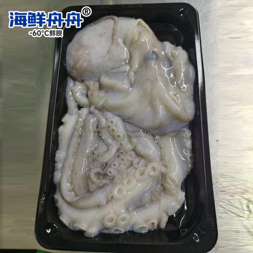 中号章鱼 商品图2