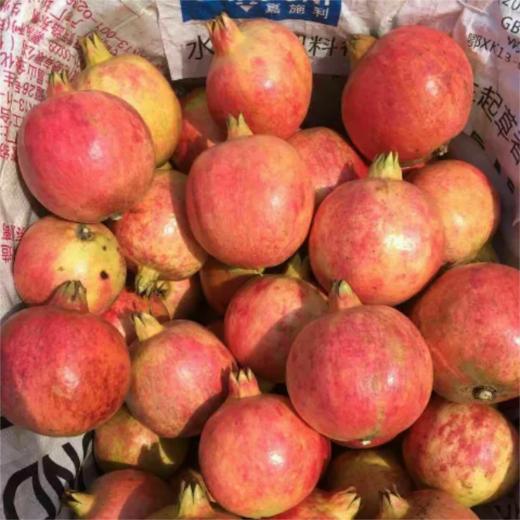 甜果源源 会理突尼斯软籽石榴特大果5斤礼盒装(5-6个） 时令应季新鲜水果顺丰包邮 商品图2