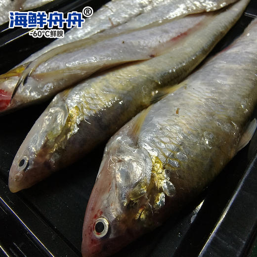 海刀鱼 商品图2