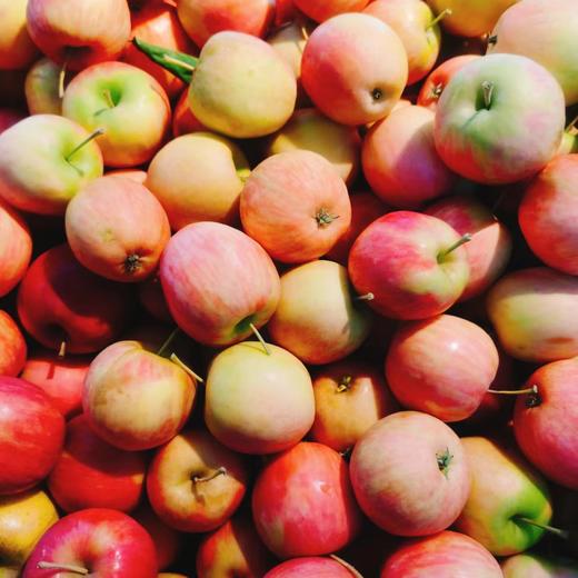 香槟果3斤 商品图1