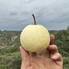 【高山小酥梨】入口香脆 果汁甘甜 果皮细薄 果肉细腻！ 商品缩略图1