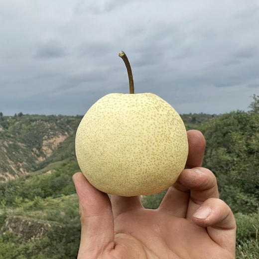 【高山小酥梨】入口香脆 果汁甘甜 果皮细薄 果肉细腻！ 商品图1