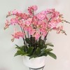 唯美蝴蝶兰盆栽（可定制） 商品缩略图0