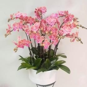 唯美蝴蝶兰盆栽（可定制）