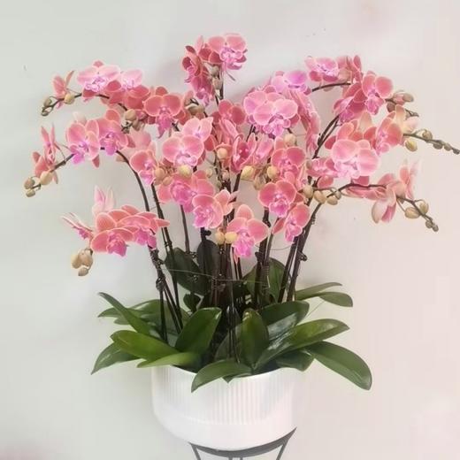 唯美蝴蝶兰盆栽（可定制） 商品图0