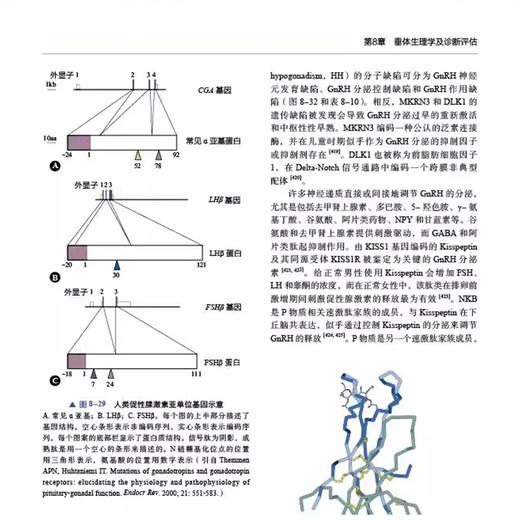 Williams内分泌学 原书第14版 上卷 中文版主译彭永德 王卫庆 赵家军 激素及其作用 下丘脑与垂体中国科学技术出版社9787523607831 商品图3