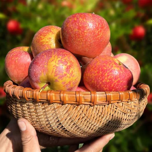 【云南】2025新果 昭通丑苹果 水果新鲜 整箱当季 商品图3