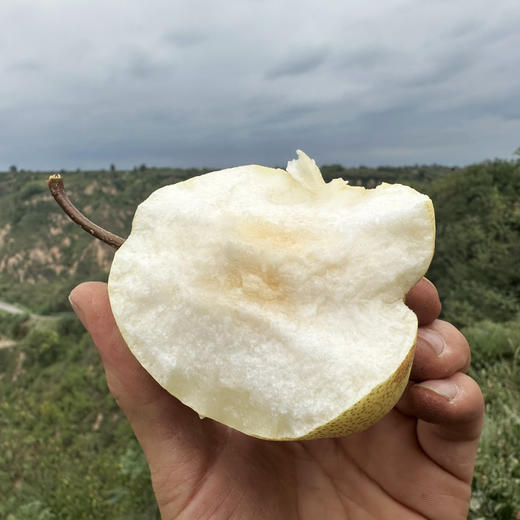 【高山小酥梨】入口香脆 果汁甘甜 果皮细薄 果肉细腻！ 商品图3