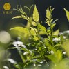 湖南湘西 永顺莓茶 龙须芽尖莓茶 50g 龙须藤茶 清甜回甘 商品缩略图1