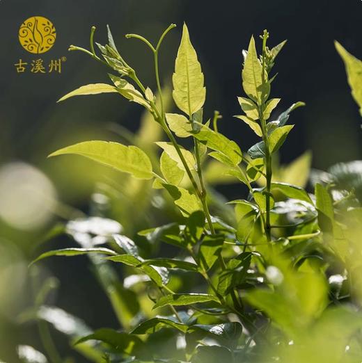 湖南湘西 永顺莓茶 龙须芽尖莓茶 50g 龙须藤茶 清甜回甘 商品图1