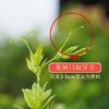 湖南湘西 永顺莓茶 藤茶 芽尖莓茶 商品缩略图3