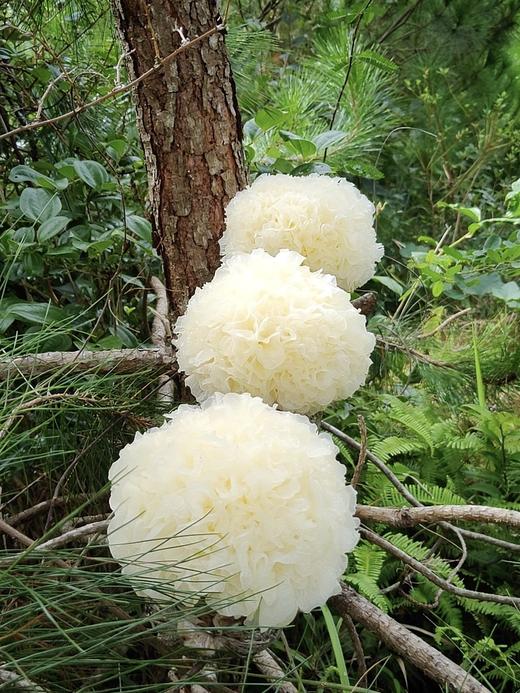 “菌中之冠”！鲜珥家【古田鲜活银耳】来自中国食用菌之都 富含天然植物性胶质 无需浸泡 可直接炖煮 现采现发！ 商品图1