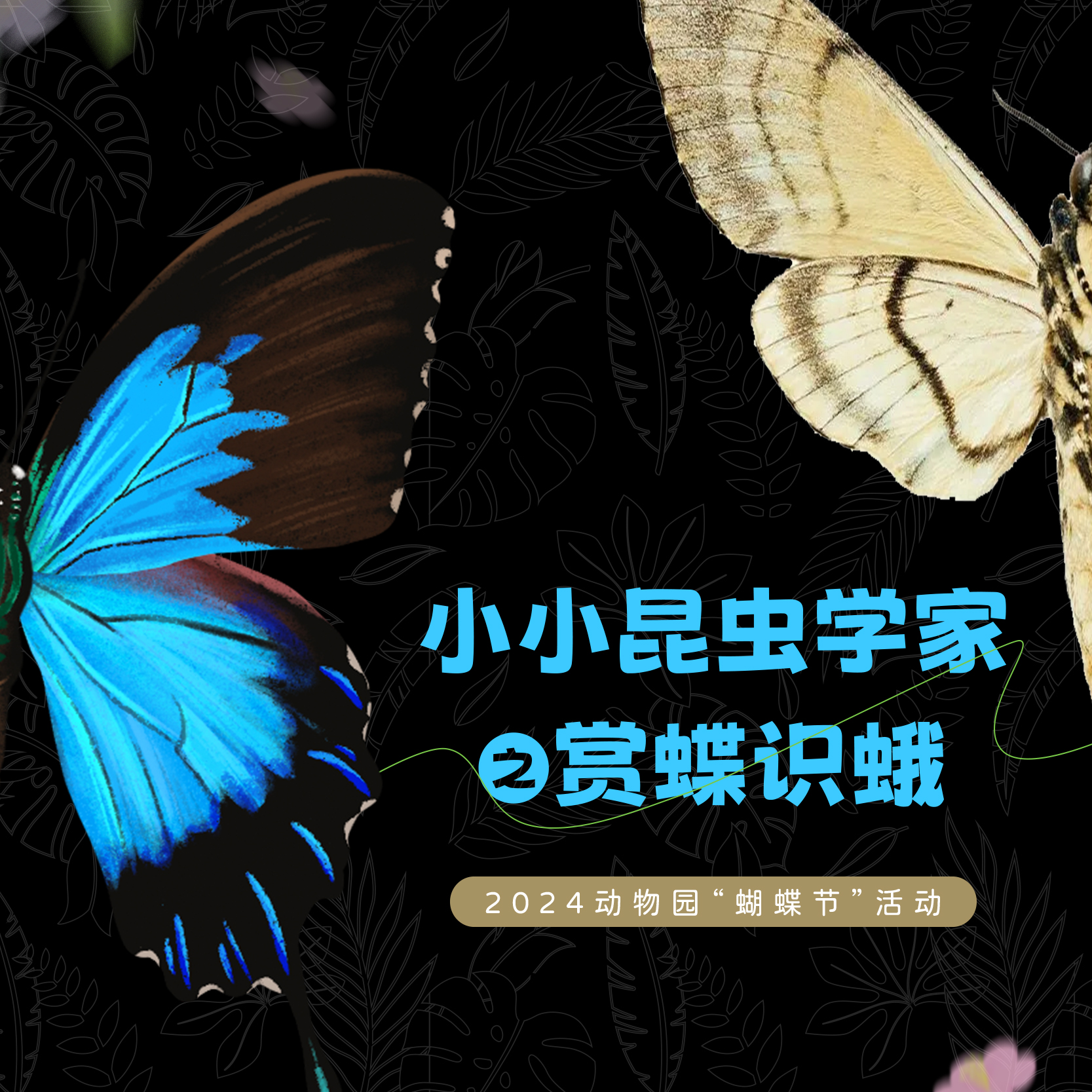 招募｜小小昆虫学家之赏蝶识蛾