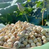 2新鲜莲子上市【手工白莲】白莲之乡—江西广昌 地标产品 手工去芯 粉糯清香 入口即化 商品缩略图1