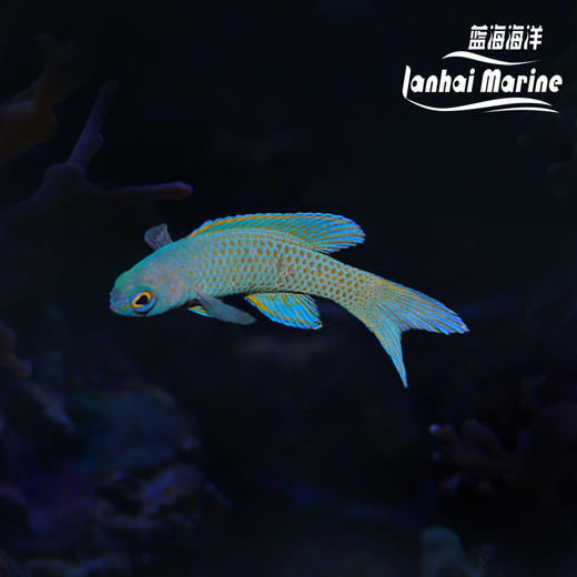 蓝鬼后 商品图0