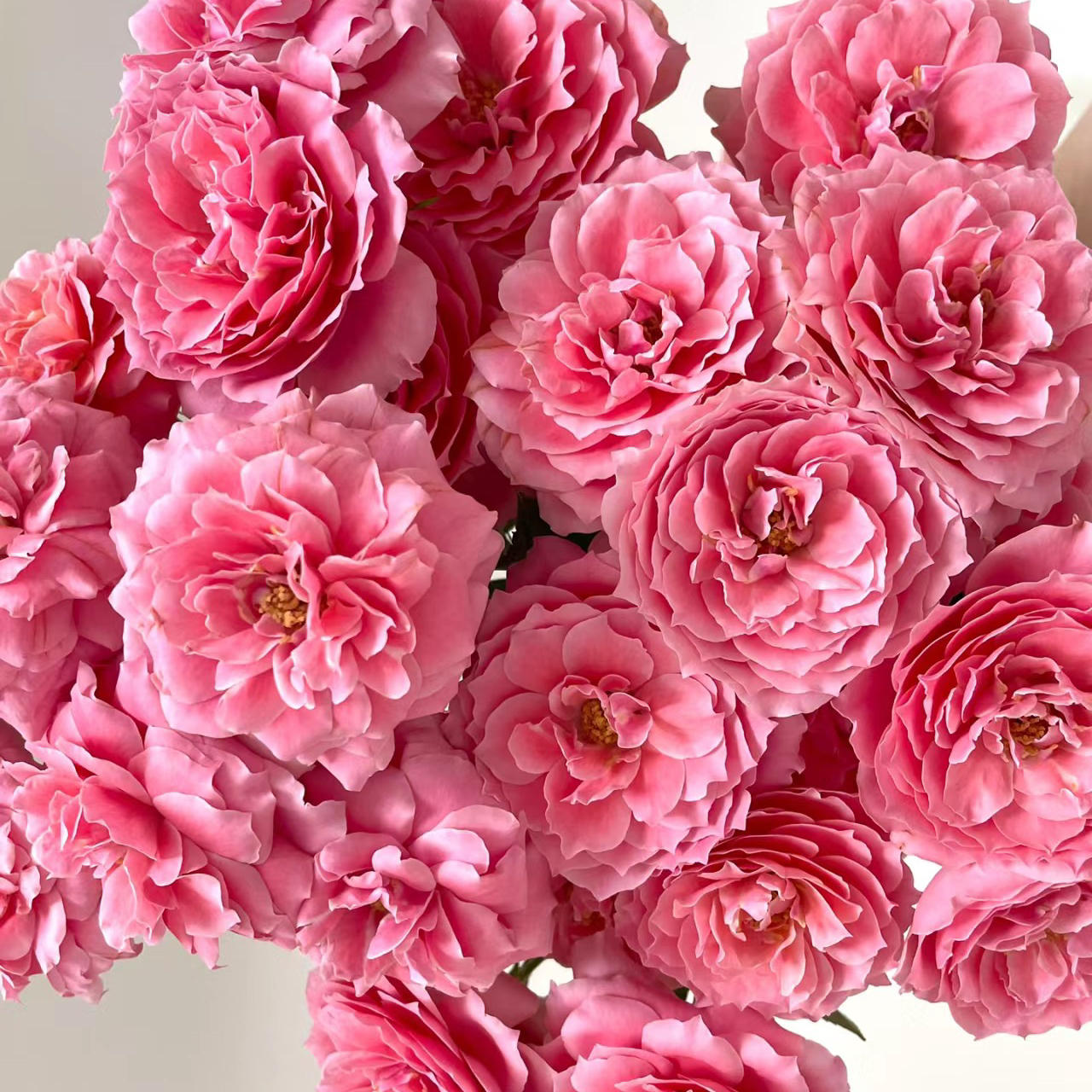 多头粉色拉拉队丨A级花材 10支【超稀有多头玫瑰】