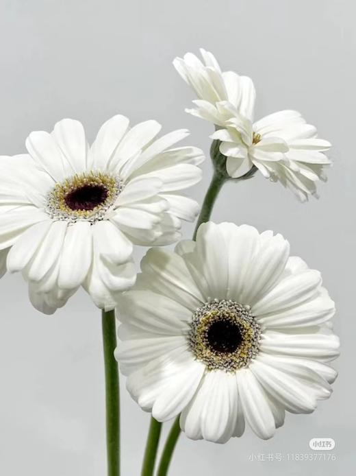 小白弗朗 商品图0