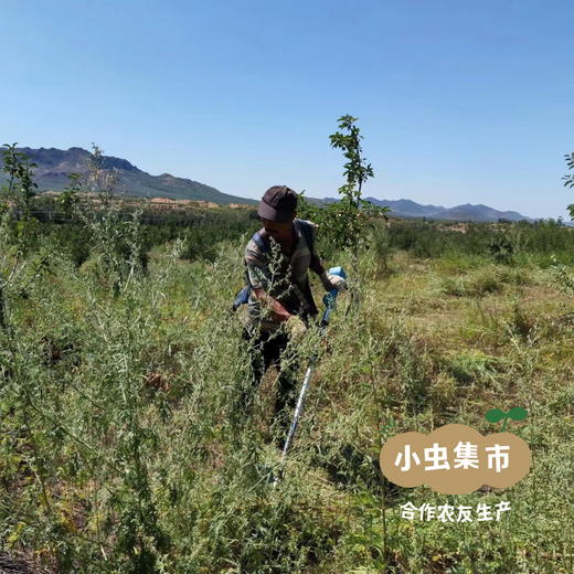 沙漠有机苹果 | 合作农友生产，产自内蒙古赤峰，生产者：倪铁军 *【公平贸易农人定价】 商品图9