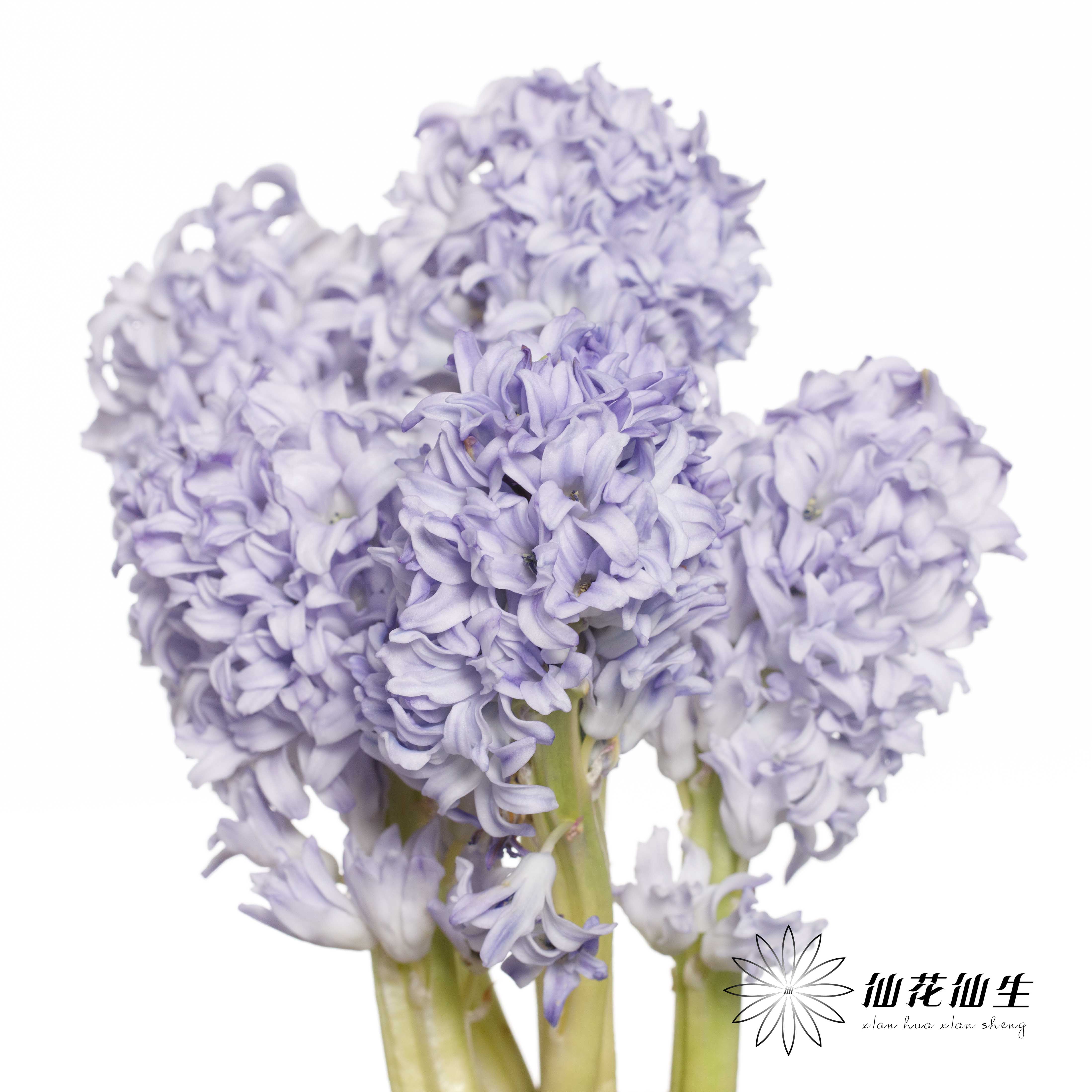 荷兰花材 | 风信子浅蓝色Sky Jacket