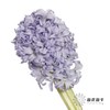 荷兰花材 | 风信子浅蓝色Sky Jacket 商品缩略图2