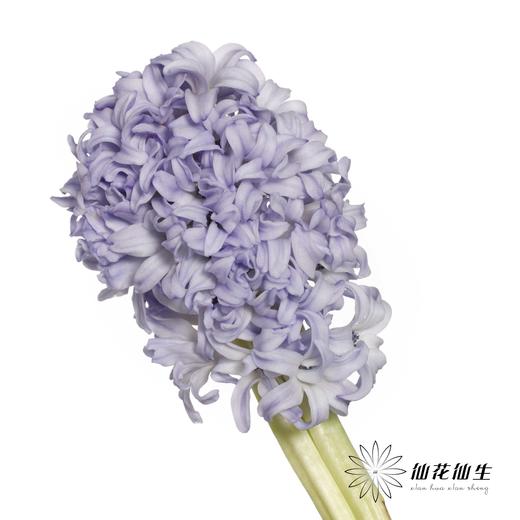 荷兰花材 | 风信子浅蓝色Sky Jacket 商品图2