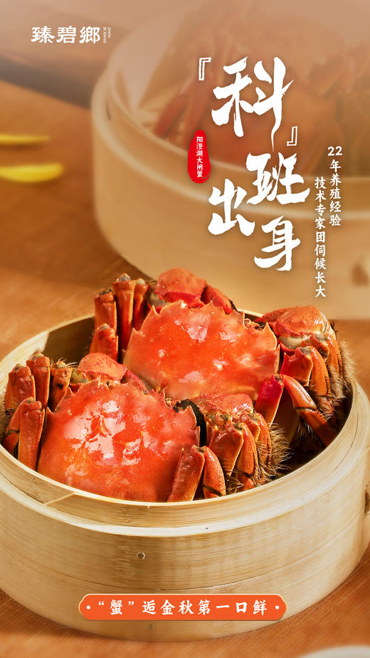 阳澄湖大闸蟹(蟹卡) | 生态养殖 | 膏满肉鲜*Yangcheng Lake hairy crab 商品图10