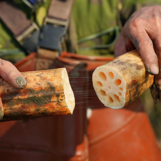 藕汤比肉还抢手？洪湖正宗粉藕，甄选野藕老品种，吃起来更粉糯！更香甜！ 商品图1