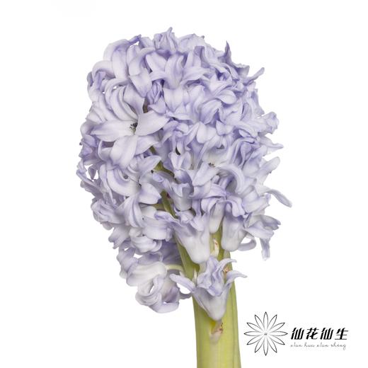 荷兰花材 | 风信子浅蓝色Sky Jacket 商品图4