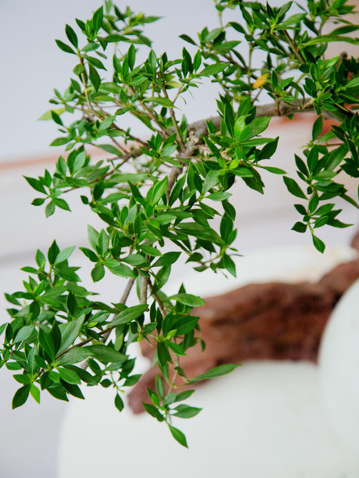 造型提根栀子花 商品图2