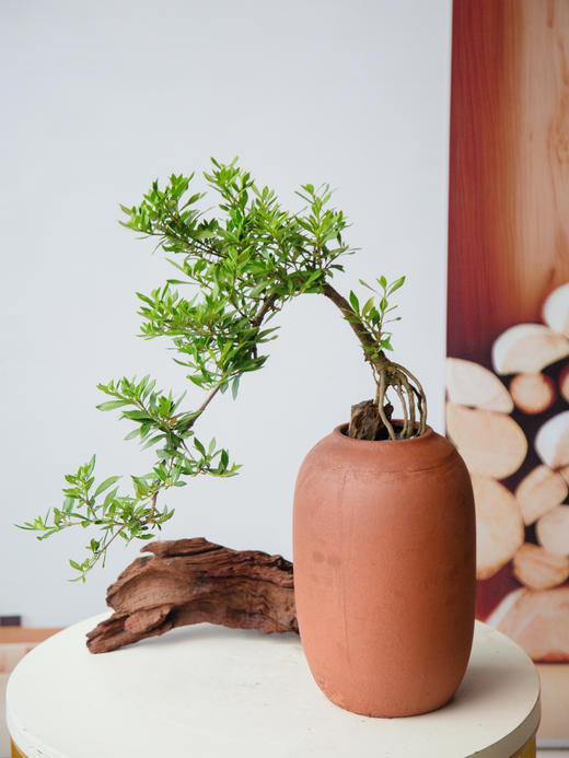 造型提根栀子花 商品图0