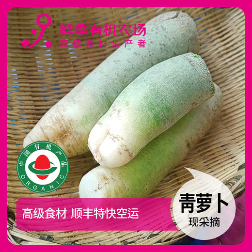 大青萝卜500克 商品图0
