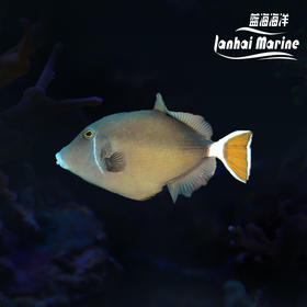 白尾炮弹