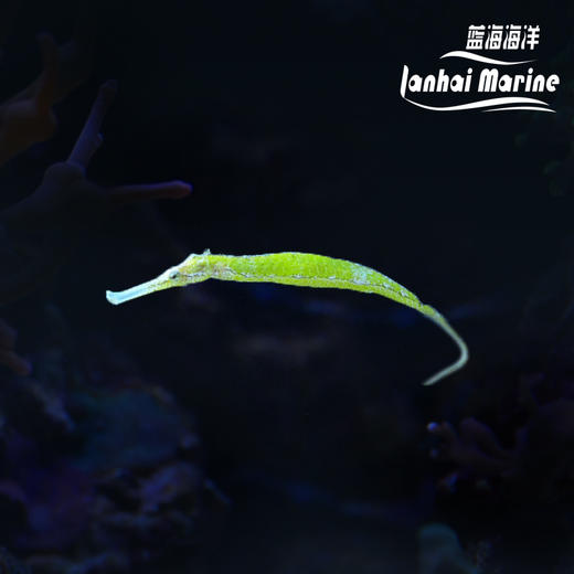 绿海龙（拟海龙） 商品图0