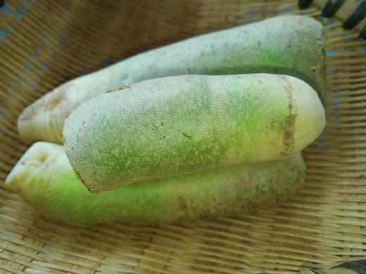 大青萝卜500克 商品图1