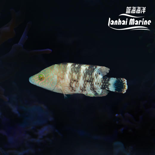 假苏眉 商品图0