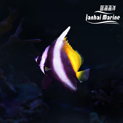 金鬼刀 商品图1