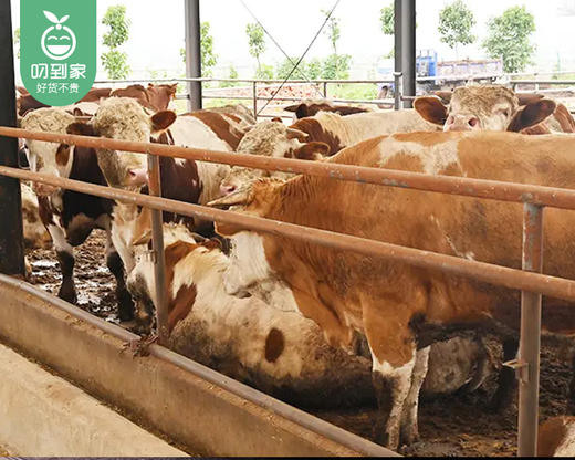 潮汕现杀新鲜黄牛嫩肉（整块）/1盒（450g±50g）生产日期：12月25日左右 商品图2