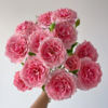 多头粉色拉拉队丨A级花材 10支【超稀有多头玫瑰】 商品缩略图1