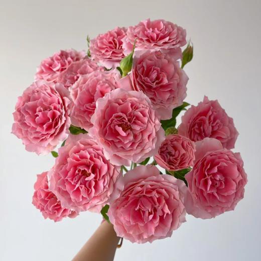 多头粉色拉拉队丨A级花材 10支【超稀有多头玫瑰】 商品图1